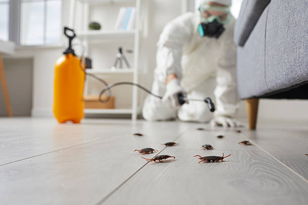 Commercial Rodent Management in South Wallins